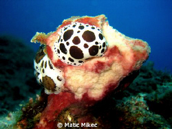 snail Dalmatian by Matic Mikec 